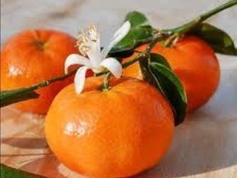 Sugarbelle Orange tree - HBL greening disease resistant!!