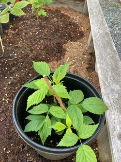 Veggie Plants