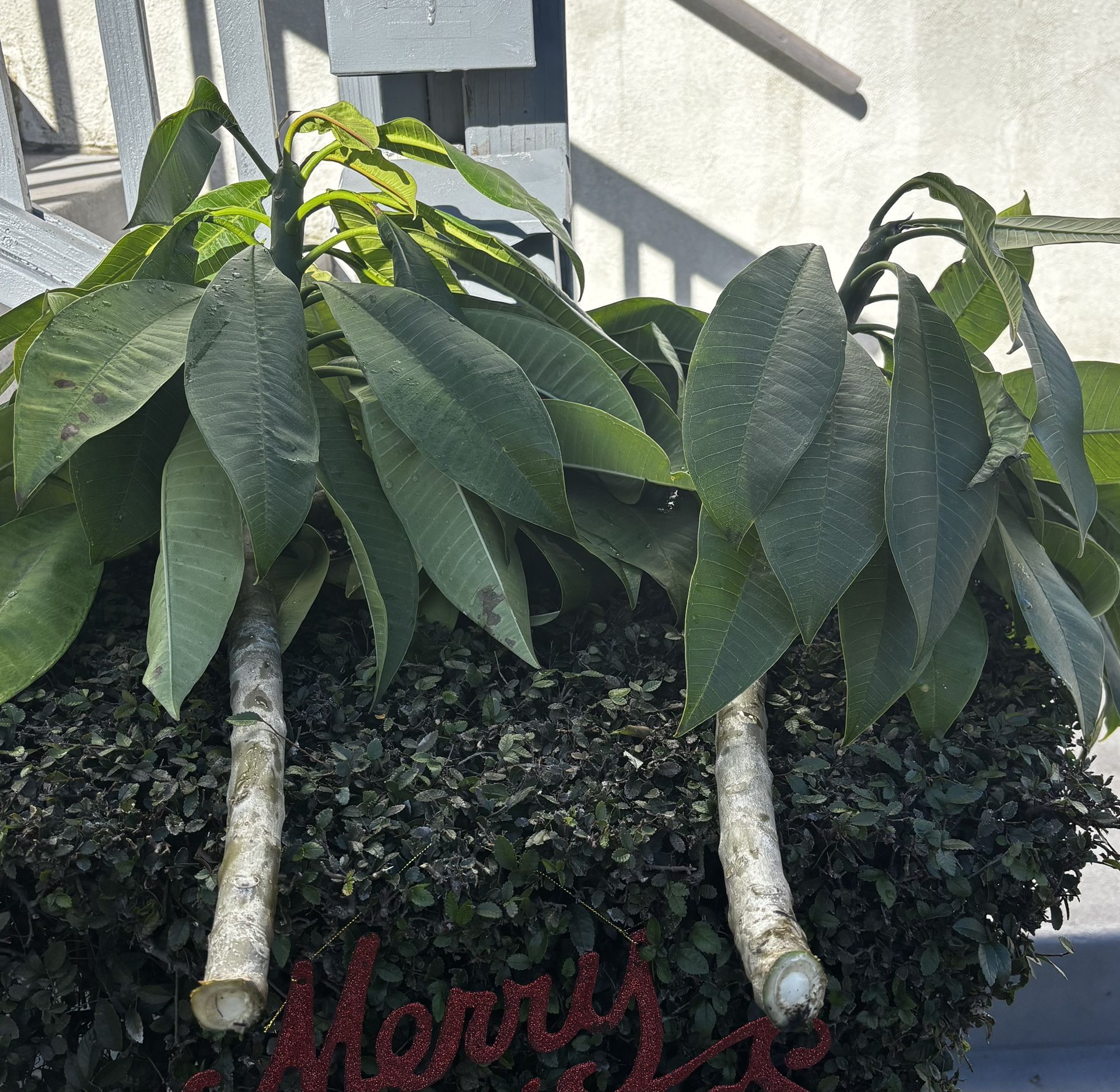 2 FRESHLY PLUMERIA CUTTINGS FROM MY MOTHER TREE