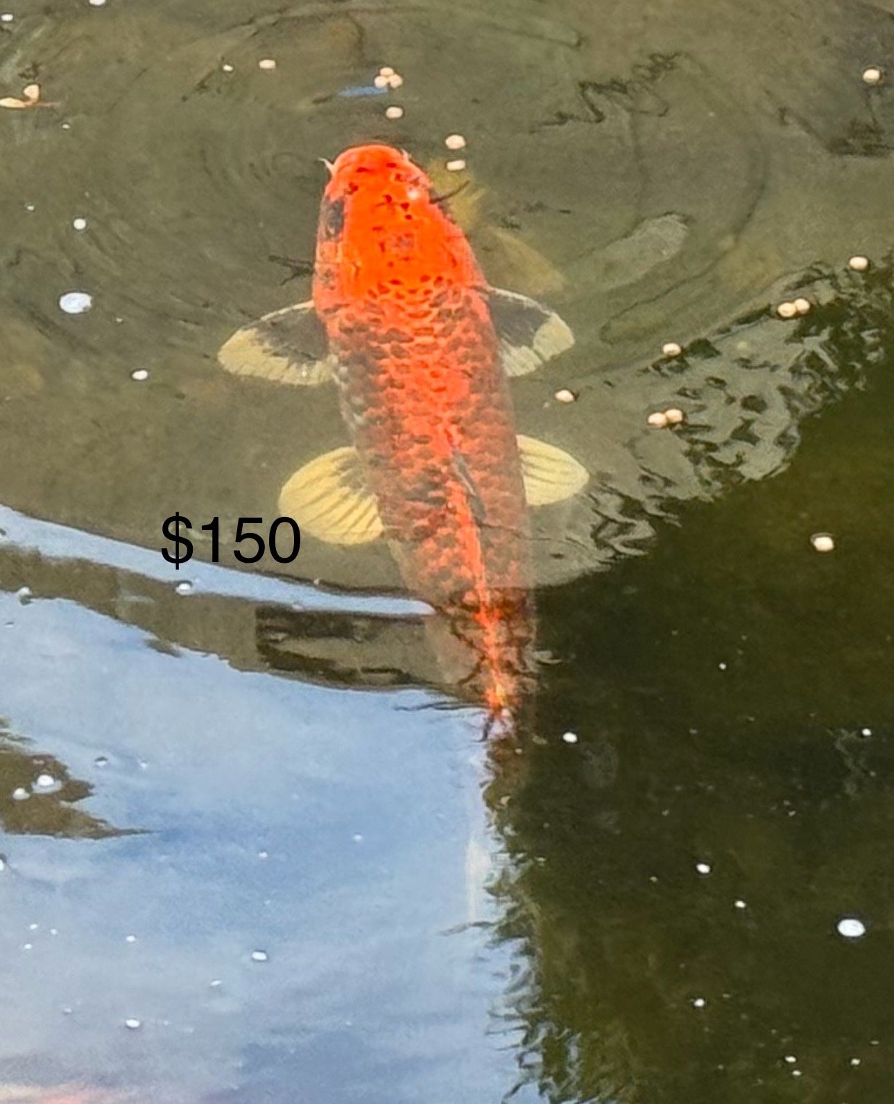 Koi Pond Decor