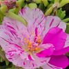 jasmine