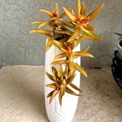 Sedum Adolphii Plant 