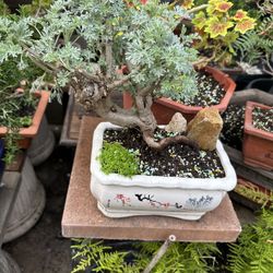 Bonsai Tree