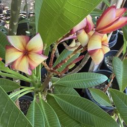 Plumeria trees, 3 feet tall (almost 3 feet from the ground), yellow and pink in color. They had flowers, but they're not blooming now. They'll bloom a