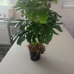Faux Plant
