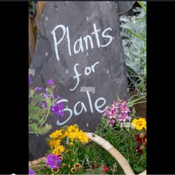 Massive House Plant Sale!