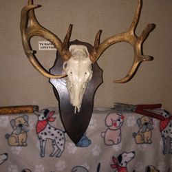 Deer head mount