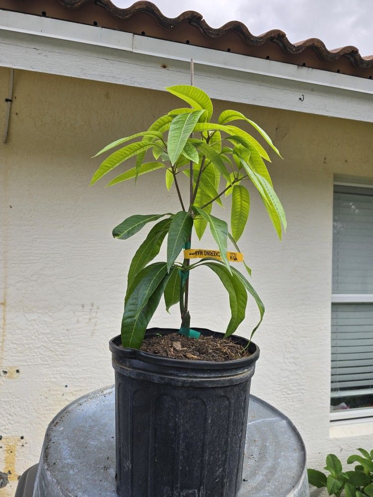 Pickering Grafted Mango 3 Gallon