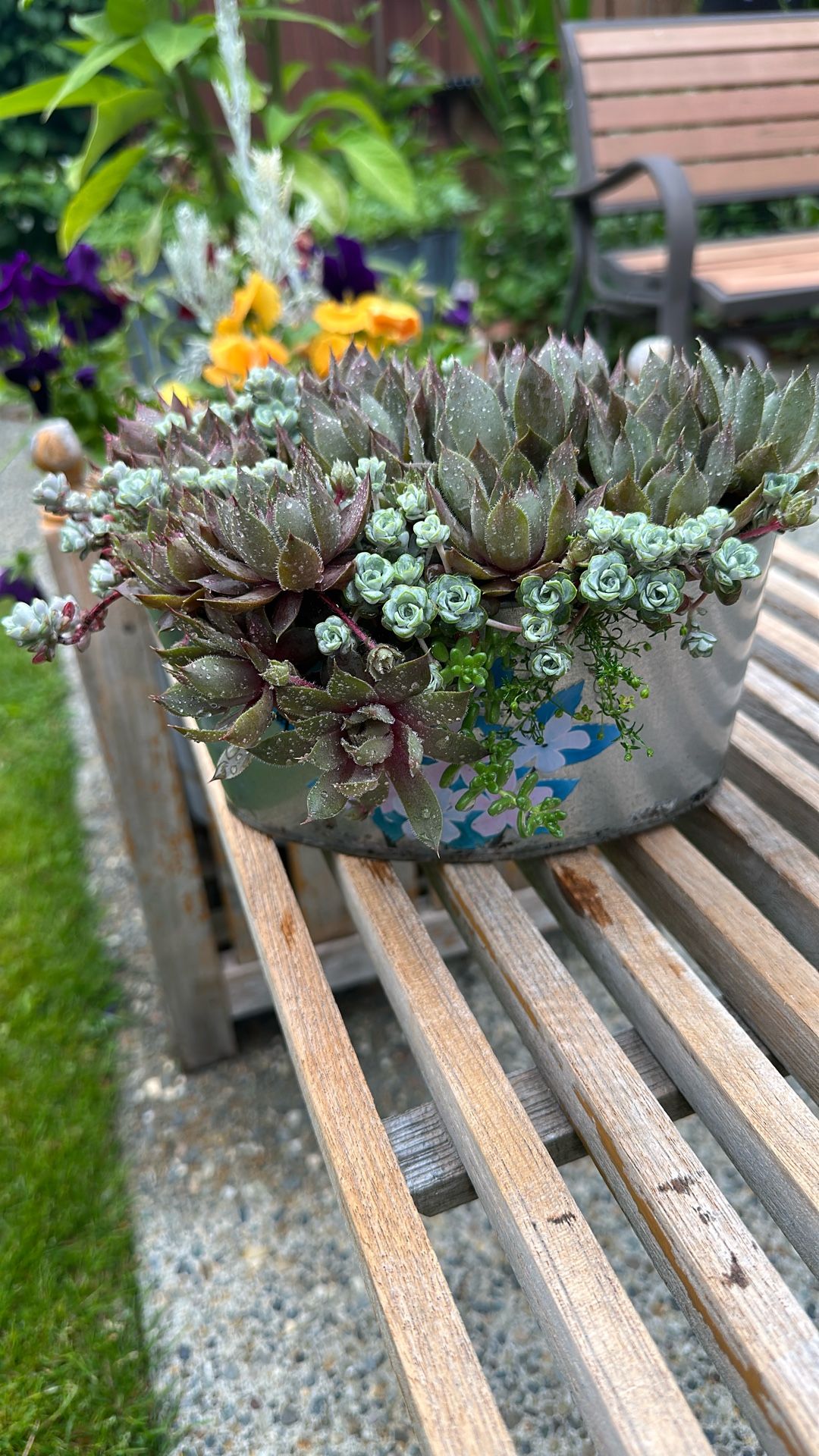 Plant
