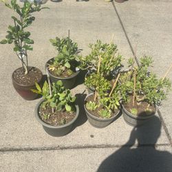 Jade And Succulents Plants