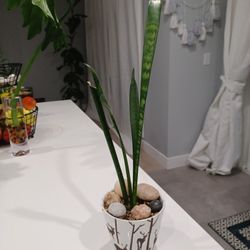 Houseplant In Decorative Pot.  Mother In Law Tong Or Snake Plant