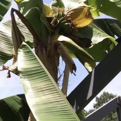 Banana Plants tree Perennials (pls Read Description Below)