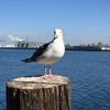 Kevin