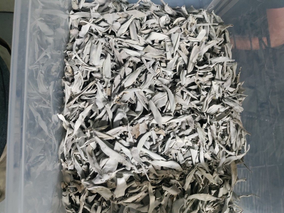 White Sage 