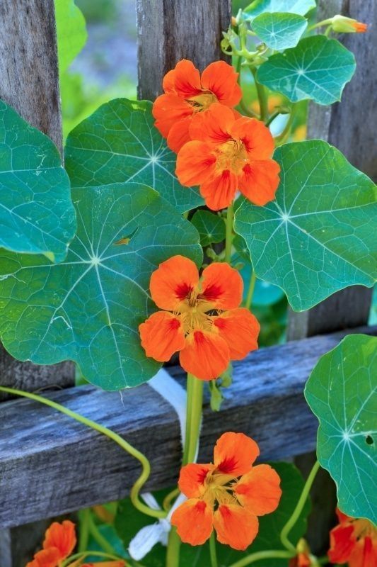 Nasturtium Flower Plant 