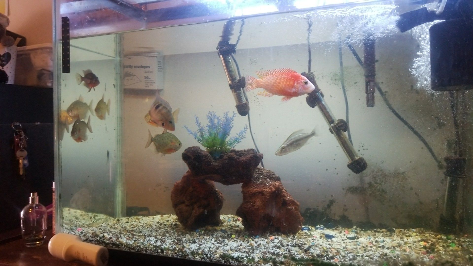 Selling aquarium