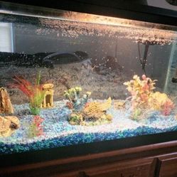 50 Gallon Tank 