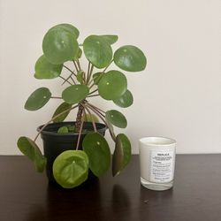 Pilea Plant/ Chinese Money Tree In 6-inch Pot