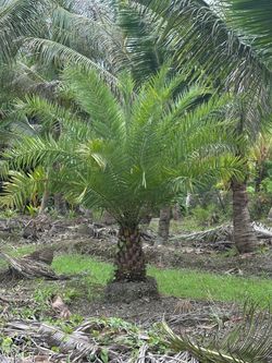 Sylvester Palms Saturday special