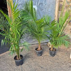 Majesty Palm Plants 10" Pot 4 To 4.5ft Tall $13 Each