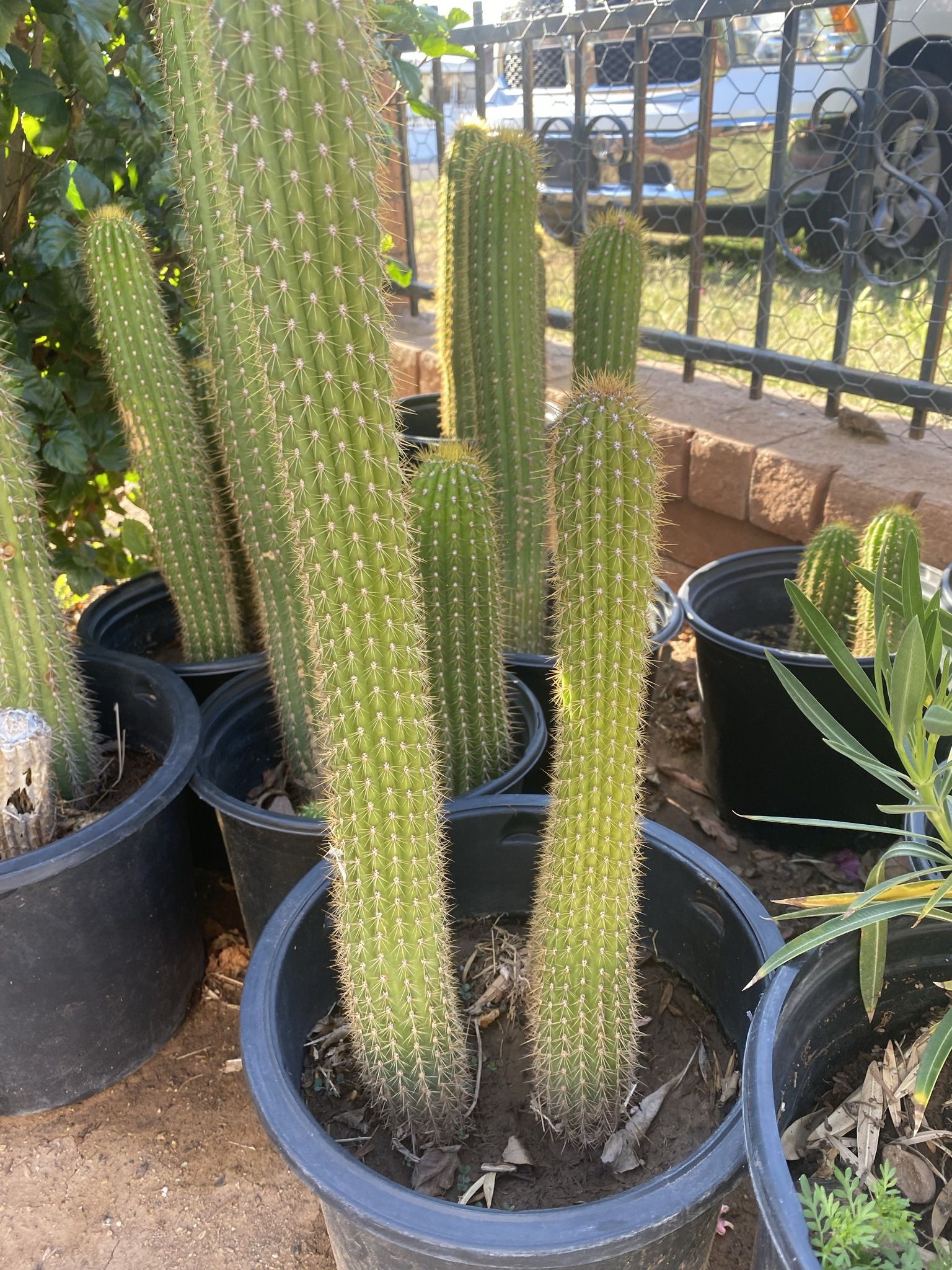 Antorcha Cactus $60