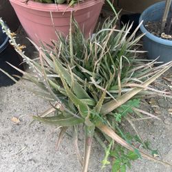 Free Aloe
