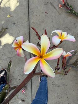 Cutting plumeria
