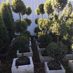 Triple Balls Topiaries In 3 gls Pot. SPECIAL PRICE !🤩