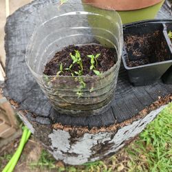 RED bell Pepper Plants 🪴 