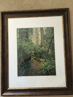 Framed photo of the Woods. Numbered original.