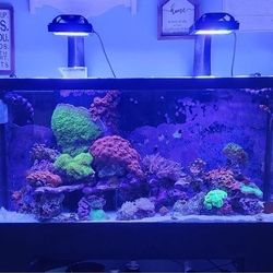 Saltwater Aquarium 