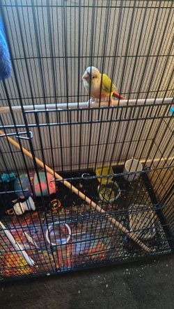 Big Conure Cage W/Pajaro