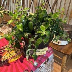 Large Lipstick Plant