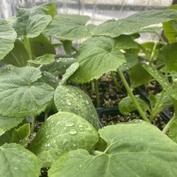 CUCUMBER ZUCCHINI BUTTERNUT SPAGHETTI WATERMELON 💯 ORGANIC GROWN HERE