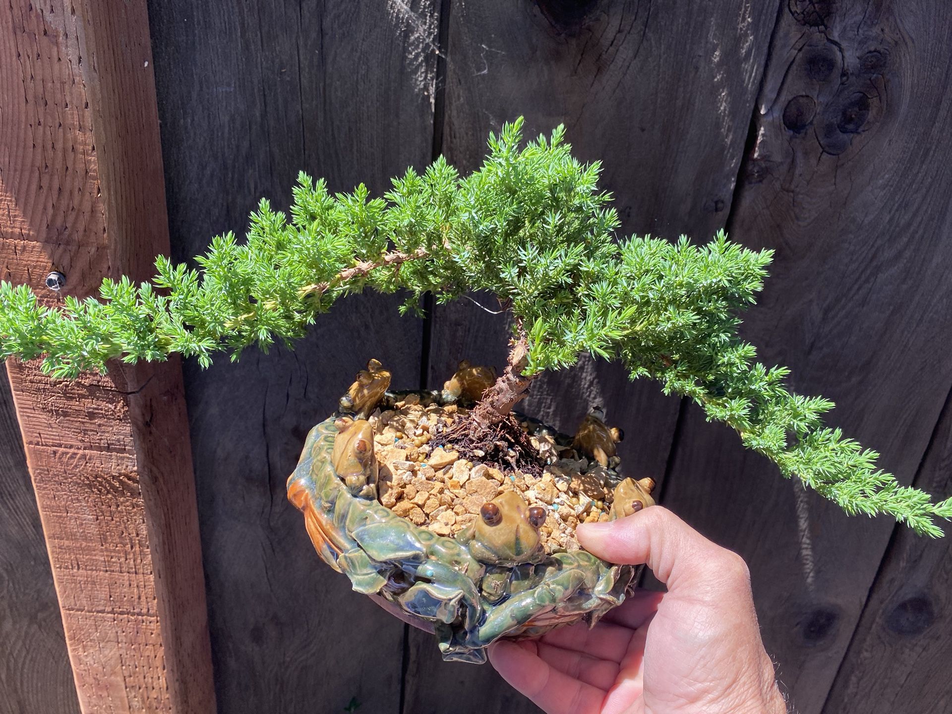 canadian hemlock bonsai Betty Rose Canadian Hemlock main image 0