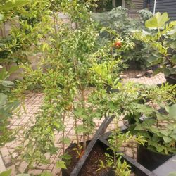 Pomegranate Tree