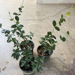 Vine Jasmin Plans in One Gallon $20 Each Price Firm