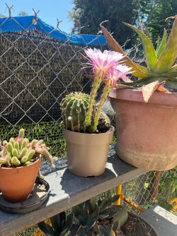Cactus