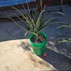 Large Hercules Aloe