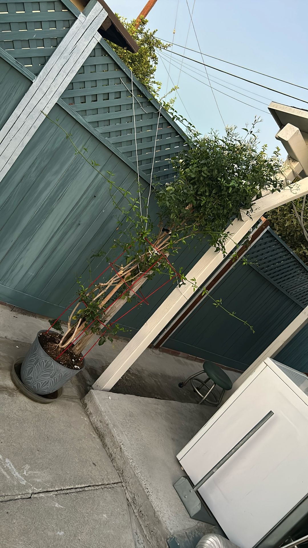 Jasmine plant