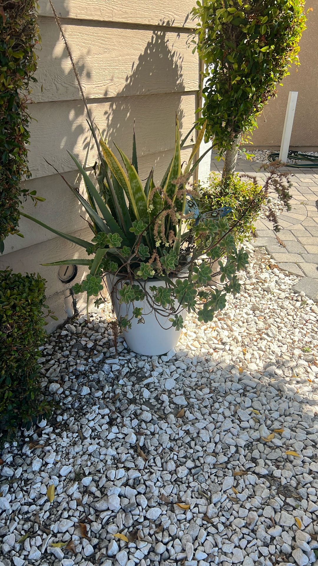 XL Succulent Pot