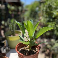 Mexican Hat Succulent