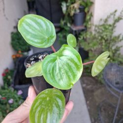 Small Peperomia Watermelon Plant $5