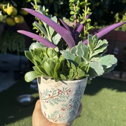 Very Pretty Succulent Arrangement 