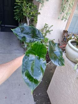 Large Alocasia Green UNICORN Plant $33