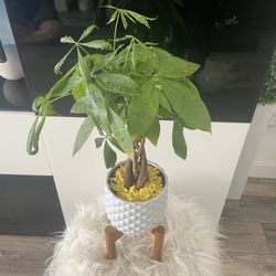 Housplant Money Tree In Mid Century Pit