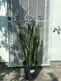 Snake Plant