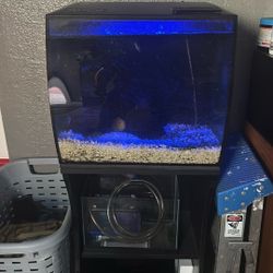 Fish Tank 