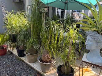 Elephant Plants