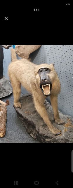 African Baboon taxi dermy